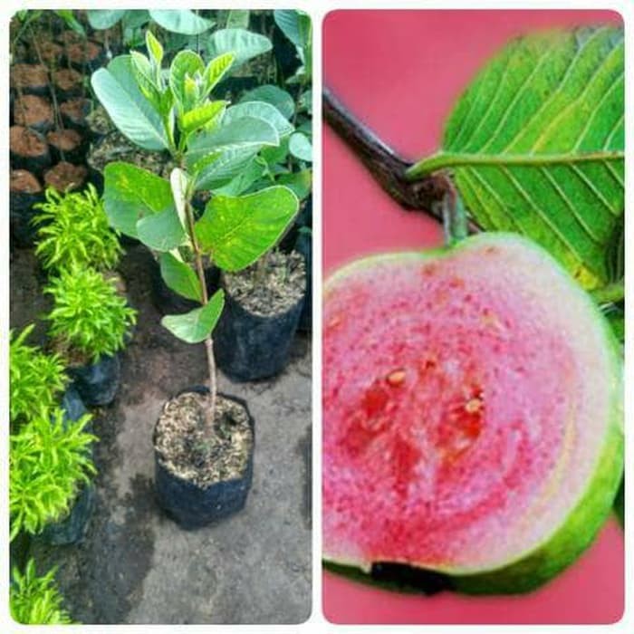 jambu kristal merah