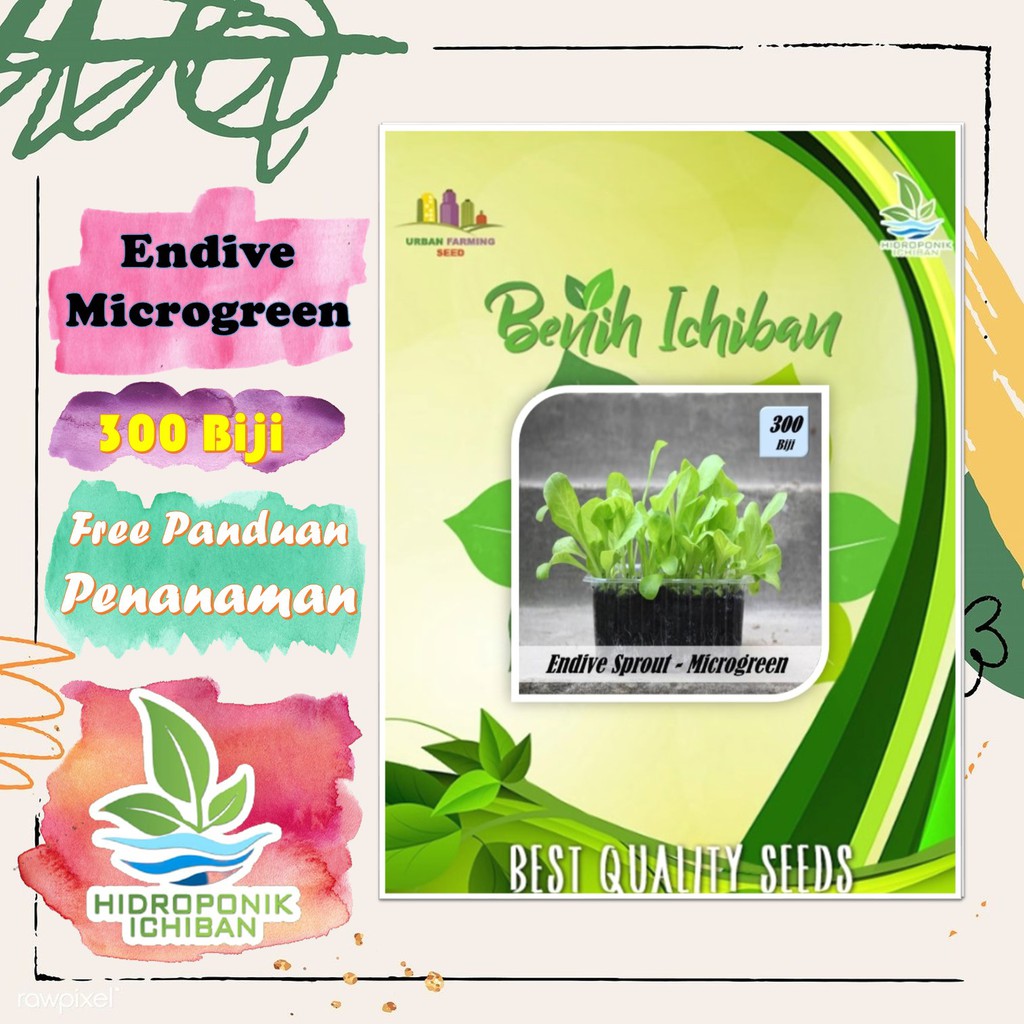 Ichiban Benih Bibit Biji MICROGREEN ENDIVE SPROUT atau KECAMBAH ENDIVE