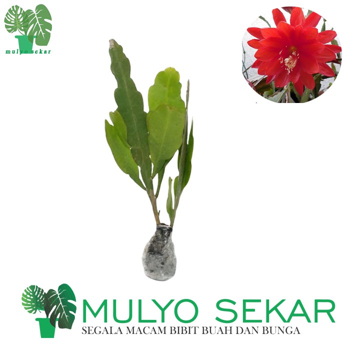 wijaya kusuma merah ackermannii Epiphyllum Orchid cactus bunga besar