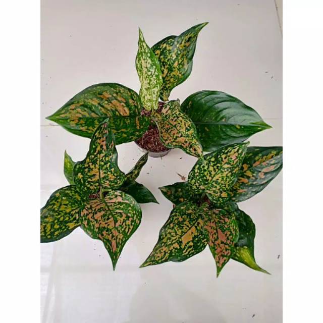 RUBY CHIANGMAI ( Tanaman Hias Aglaonema / Aglonema )