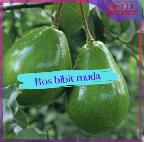 Bibit alpukat mentega super Termurah Bisa Cod