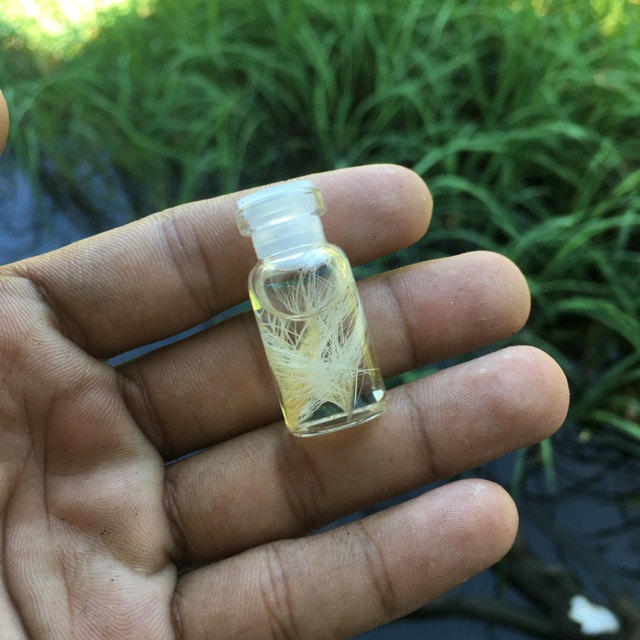 

Minyak kerbau Jalang