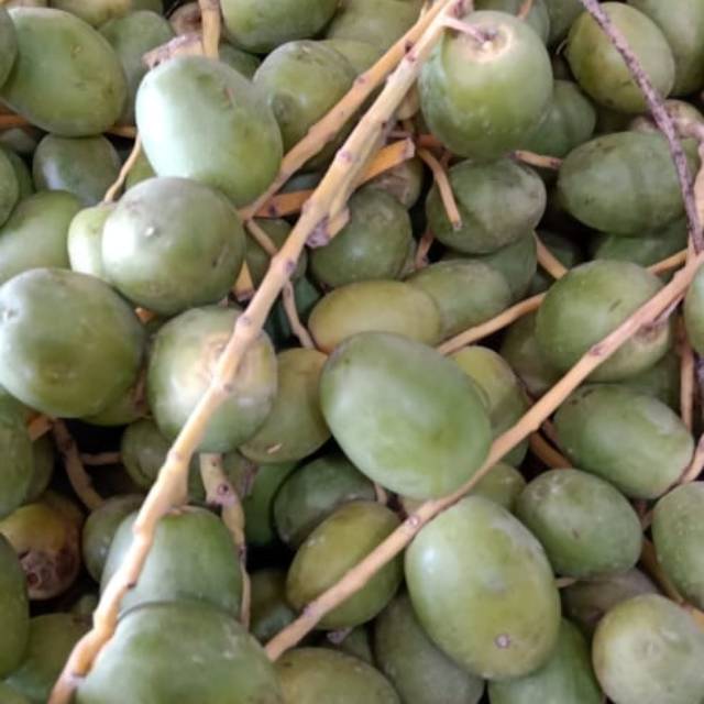 

Kurma Muda Hijau