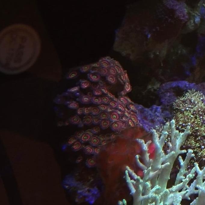 

Diskon coral zoa pink kemerahan di balut hijau frag minimal 3 mata Diskon