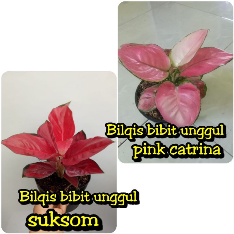 paket 2 bunga aglonema suksom jaipong stang pendek-pink catrina/katrina super