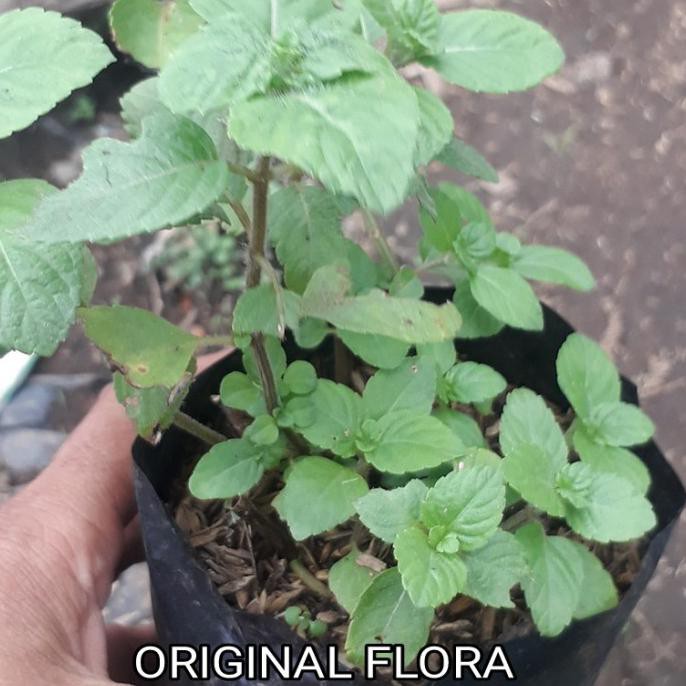 Favorit] Bibit Tanaman Cincau Hitam Daun Cincau Hitam Pohon Cincau Hitam Pohon