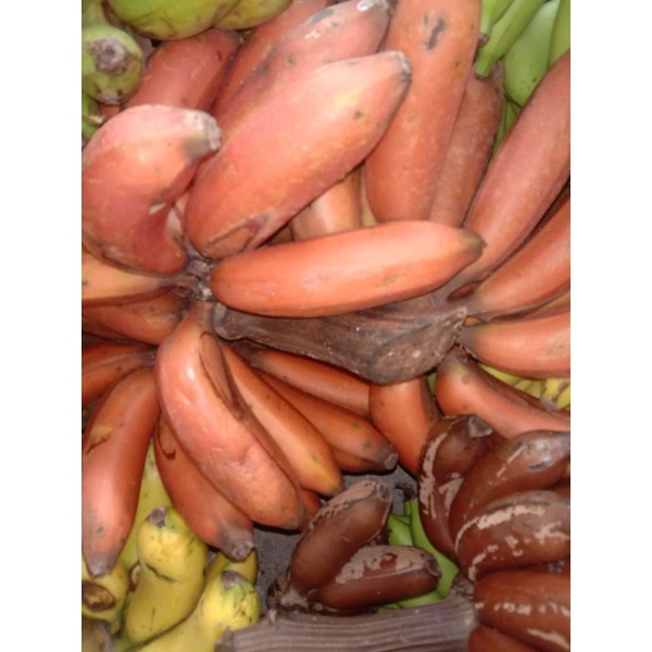 

pisang merah/pisang langka(1kg)