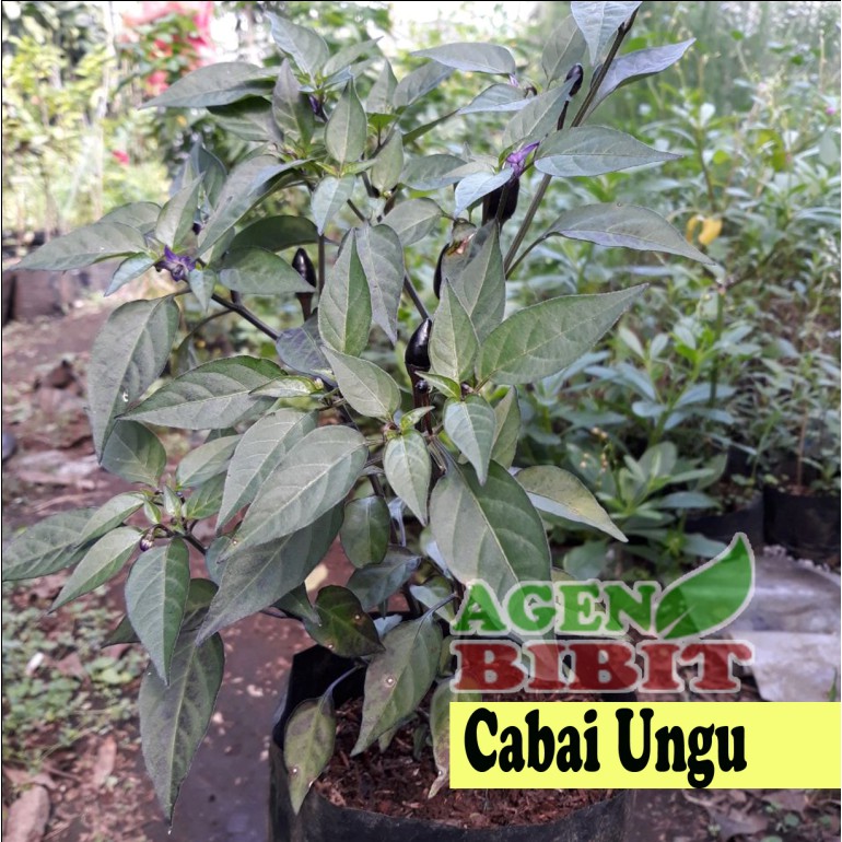 Pohon Cabe Rawit Ungu - Bibit Tanaman Cabai Pedas - Cabai Unik