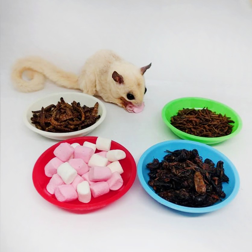 ADEWAP GLIDER Tempat Makan Joey Piring Camilan Sugar Glider