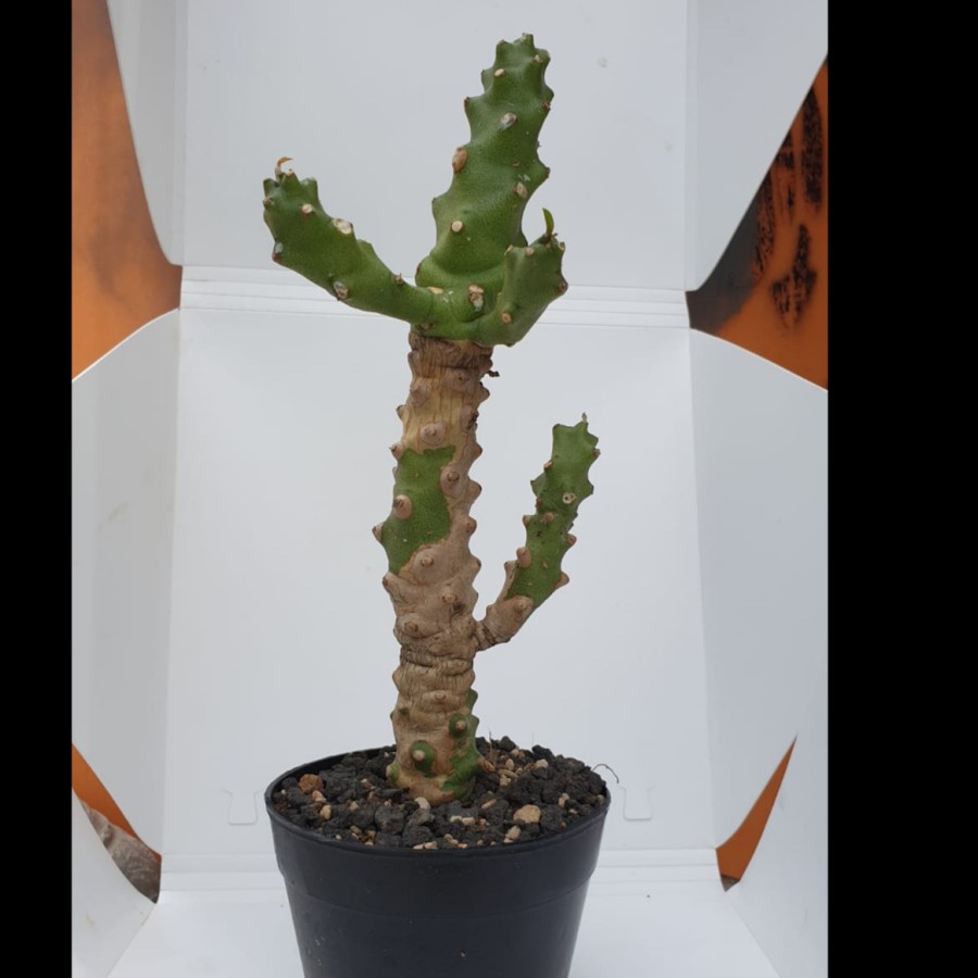 Euphorbia Neriifolia