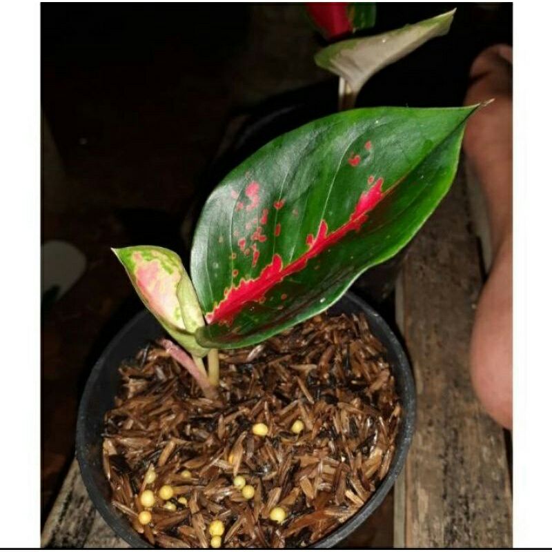 PROMO Tanaman hias aglonema SUKSOM JAIPONG//Baby aglonema Suksom Jaipong