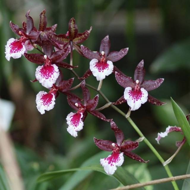 Oncidium Colmanara Massai White