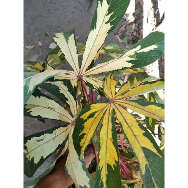 bibit stek singkong variegata varigata