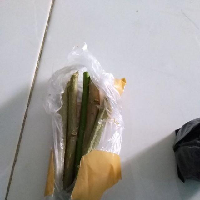 Jual Fres Cutting Pohon Kelor