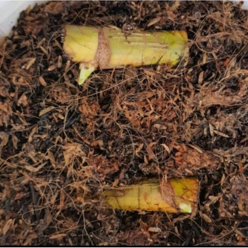 Bonggol monstera rhapidopora tetrasperma-rhapidopora tetrasperma