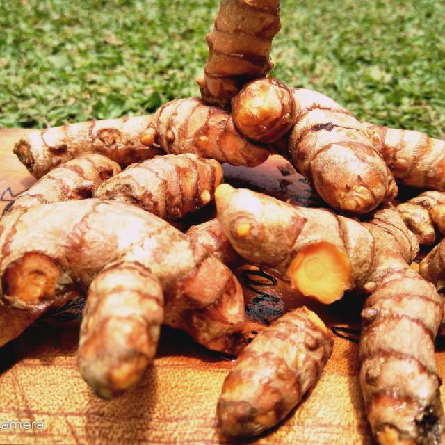 

Kunyit segar organik herbal 500gr