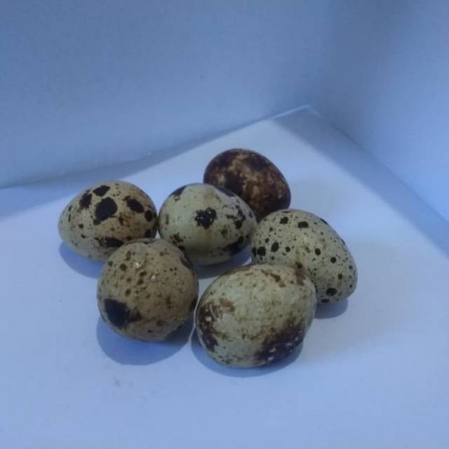 

Telur Burung Puyuh 1 Pcs