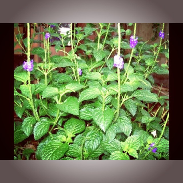 

HARGA GROSIR Daun jarong/ pecut kuda segar/kg TERLARIS