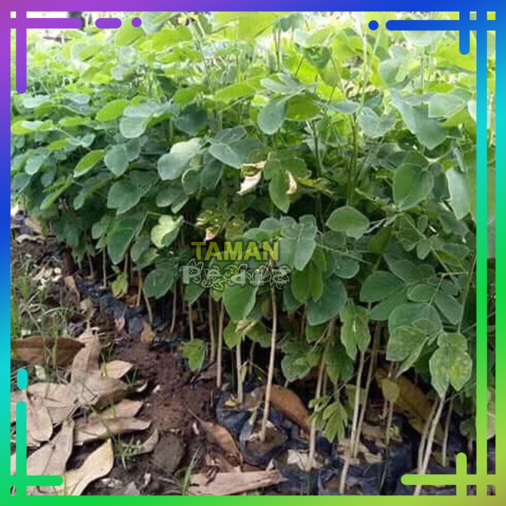 Bibit Tanaman Trembesi - Pohon Kayu Trembesi - Bibit Tanaman⠀⠀