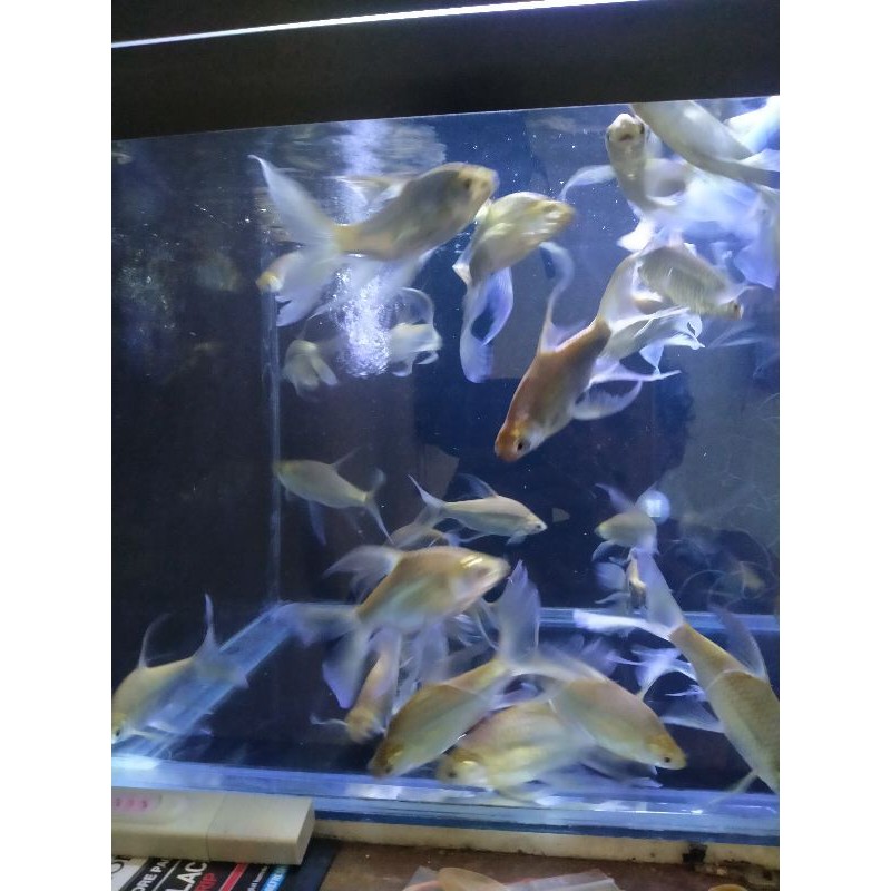 Kaviat/Kapiat Slayer Tankmate Arwana dan peacockbass/pbass