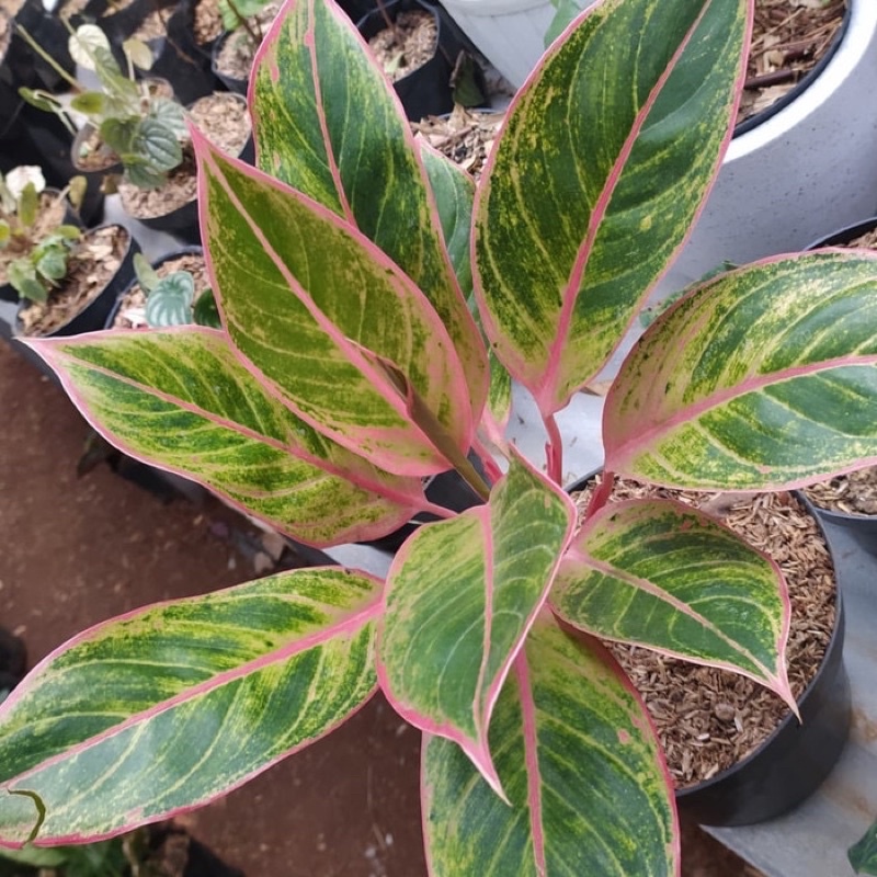 aglonema lipstik klasik - aglonema pink clasik