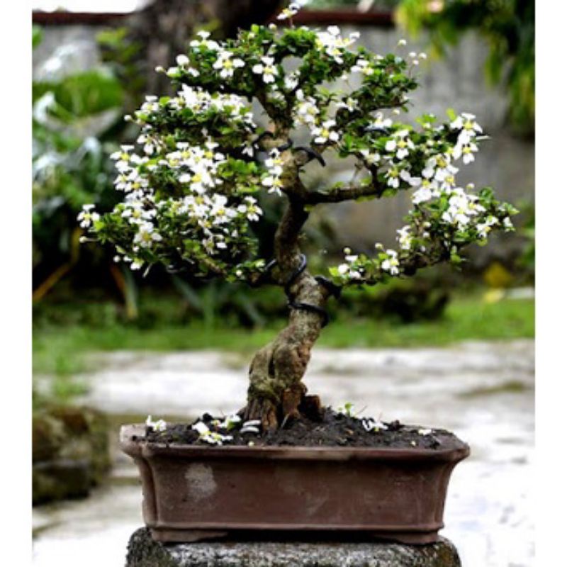 Promo bibit bonsai mirten