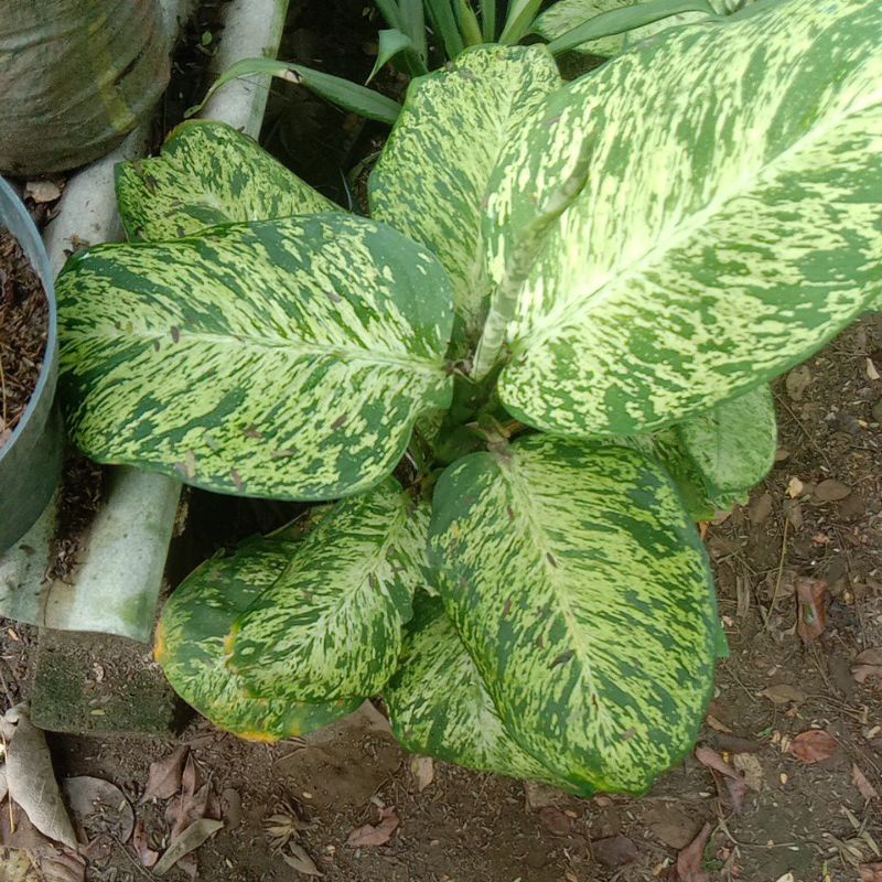 anggun ayu /difen balon/ difen daun bulat/