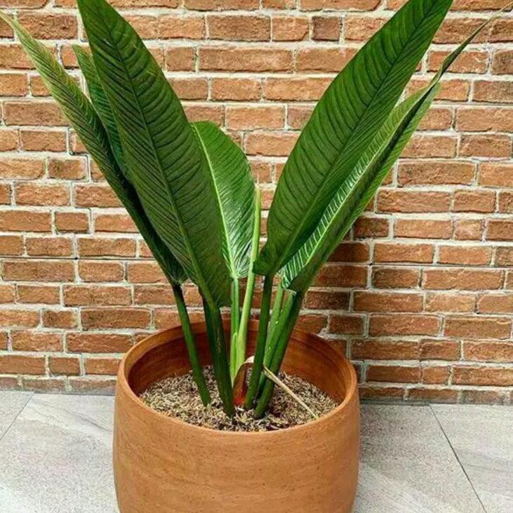 ✅ Ready Stock  new  tanaman hias philodendron lynette philo linet tanaman indoor ZDT ❤️