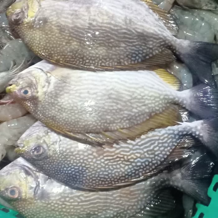 

Ikan Baronang Segar [1kg]