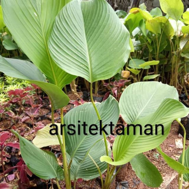 Tanaman hias calathea - lutea - pisang pisangan daun besar lutea