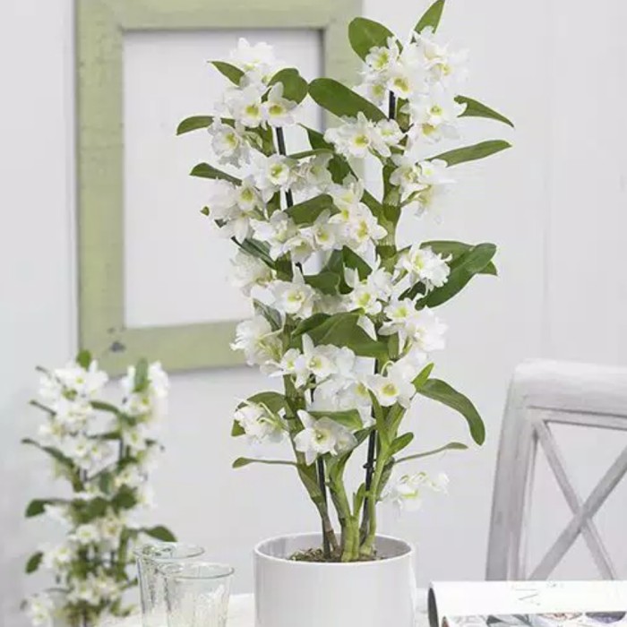 Seedling Anggrek Dendrobium Nobile White