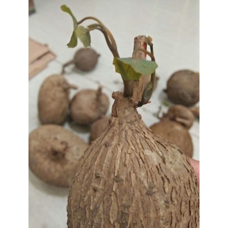 Stephania venosa / Stephania caudex / umbi stephania