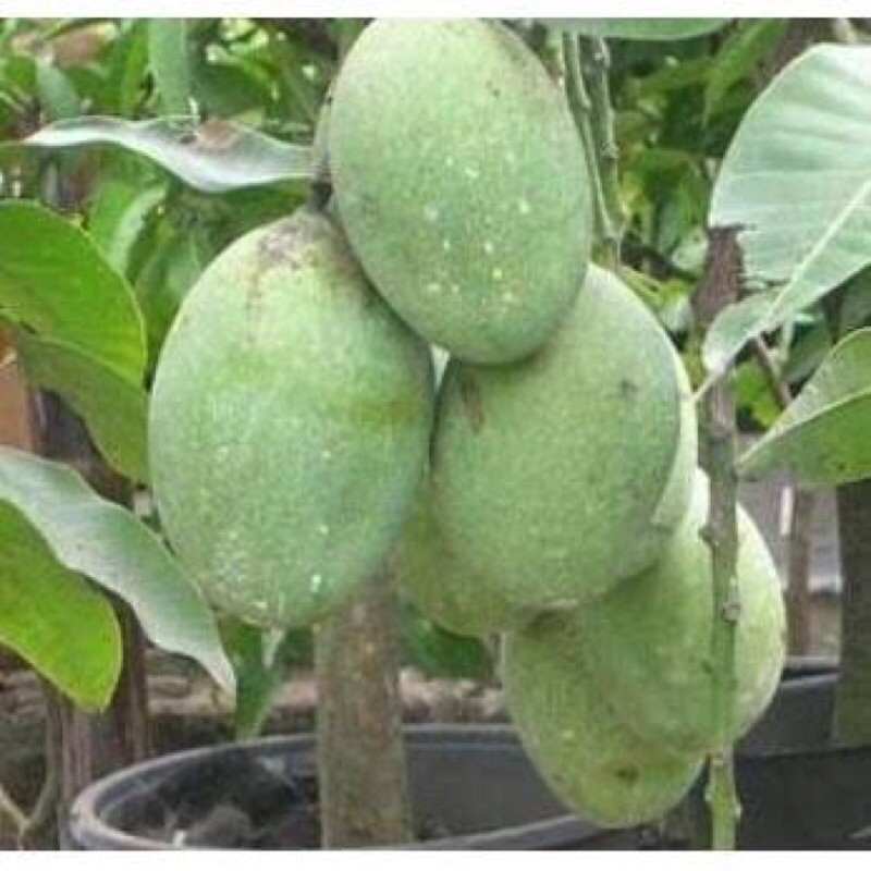 Bibit Mangga manalagi super