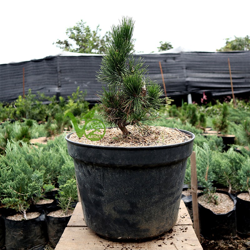 Bonsai Japanese Black Pine - 2