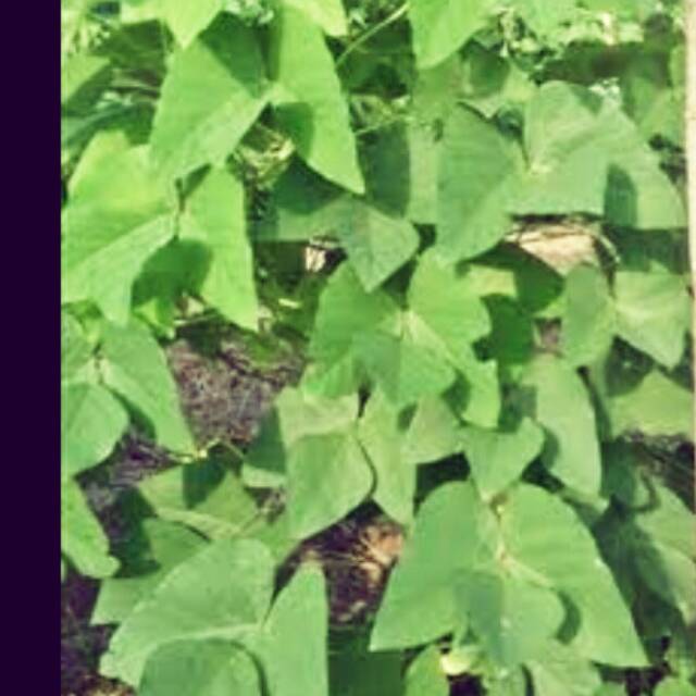 

Daun koro