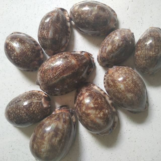 Keong biji congkak kuwuk gulih gundu