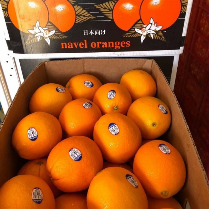 

Buah Jeruk Sunkist Navel USA Manis Fresh / 1 Dus