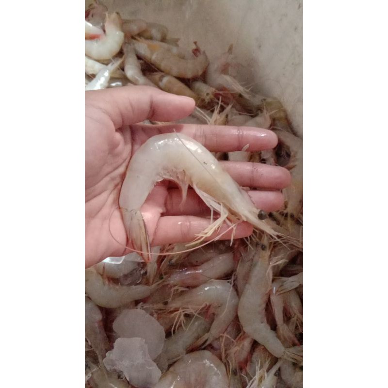 

udang laut halus