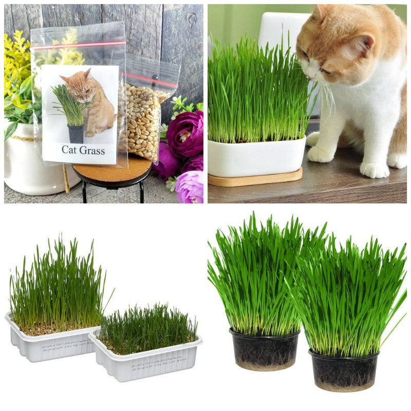 Cat Grass 50Gram Benih Rumput Kucing Wheat Grass Sades gras Cat Gras