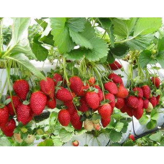 Pupuk NPK Mutiara Grower    15-09-20 1000 gram (1KG) ORI