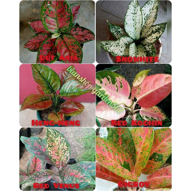 [√COD]AGLONEMA PAKET ISI 6 JENIS BUNGA AGLONEMA CANTIK TERMURAH