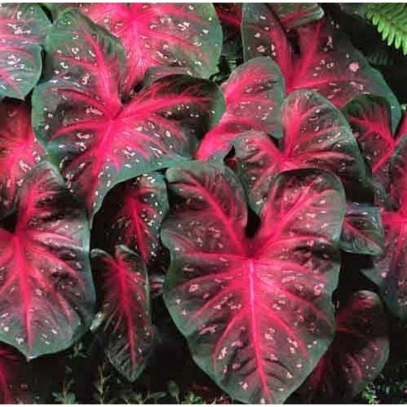 umbi caladium red flash