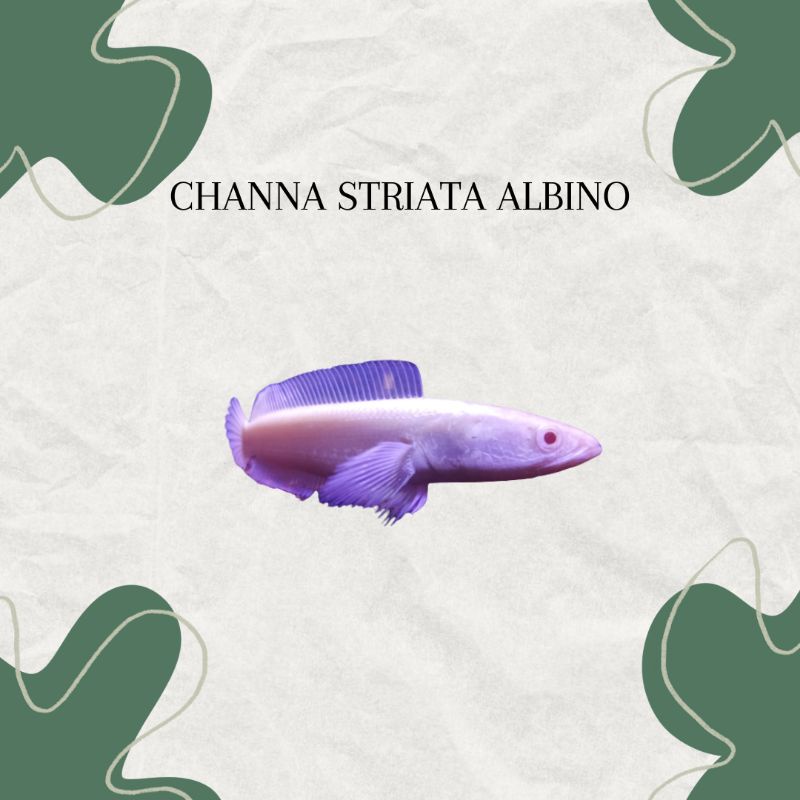chana striata albino