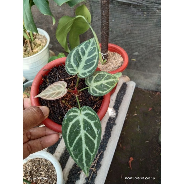 Anthurium Crystal Hope Silver / Kuping Gajah Crystal Hope Silver / KG Crystal Hope Silver