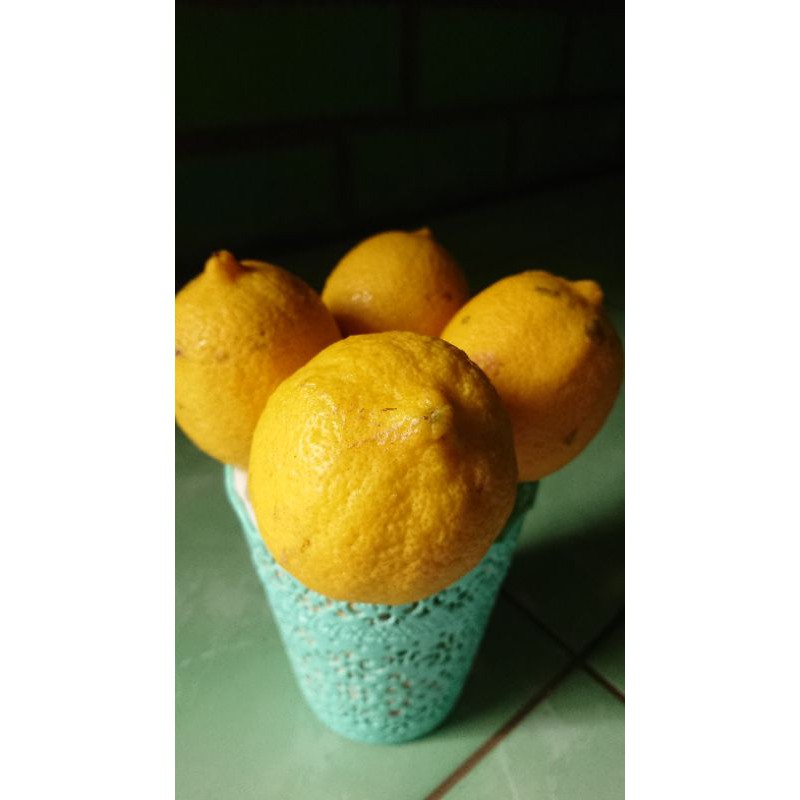 

Lemon eurika segar 1 kg