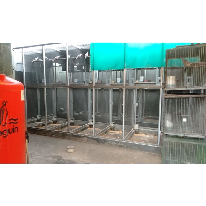 Burung Perkutut Bangkok