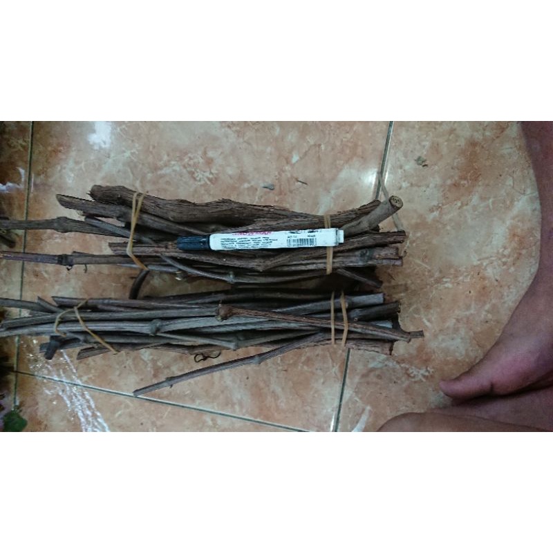 cutting rootstock Pgv perbatang