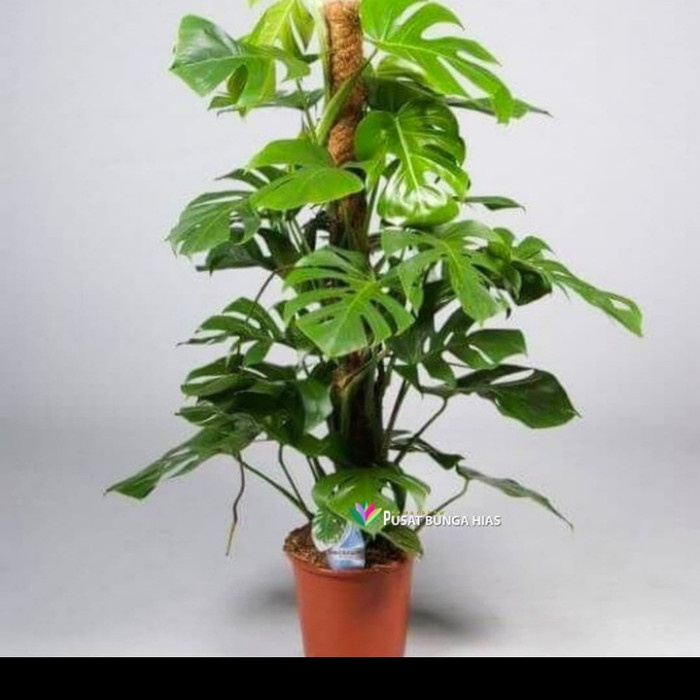 tanaman hias indor monstera rambat