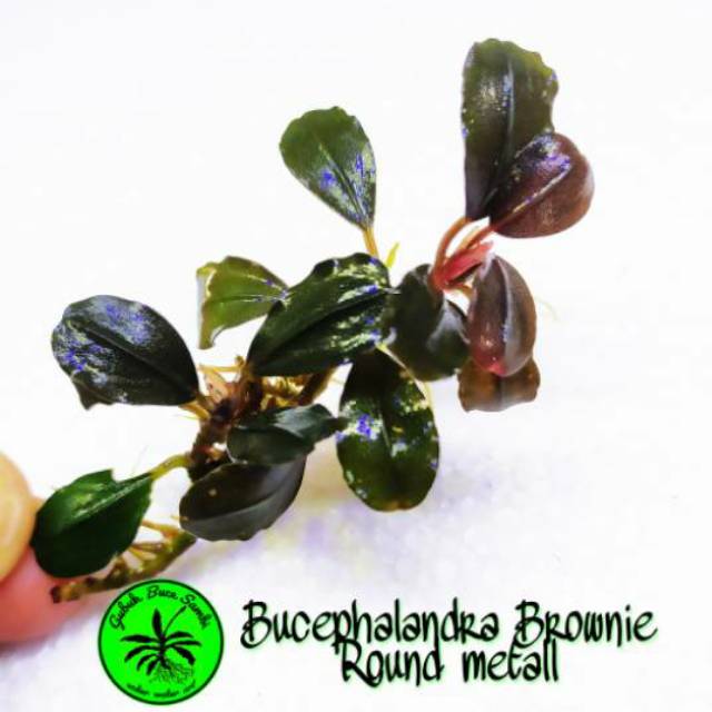 bucephalandra sp brownie Round Metall