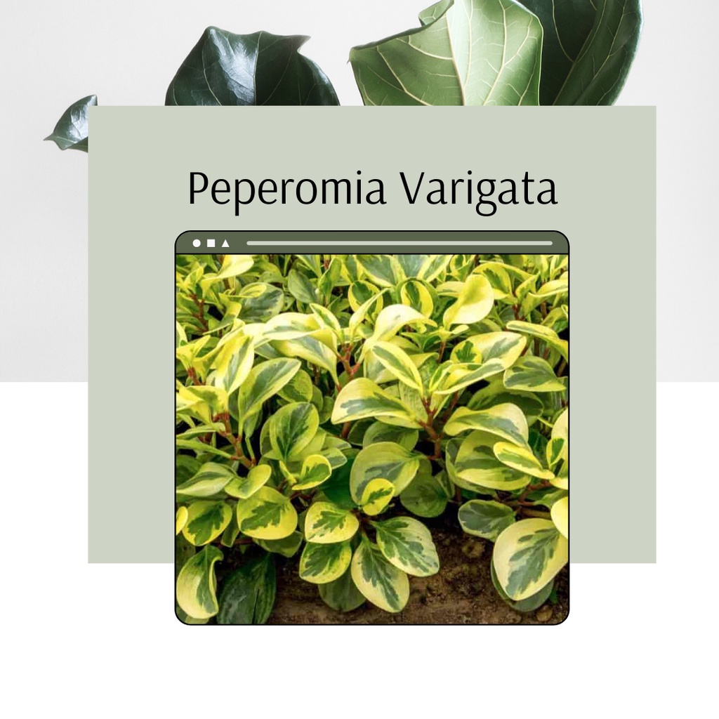 Tanaman Hias Peperomia Variegata Bunga Peperomia Variegata Cantik dan Terawat